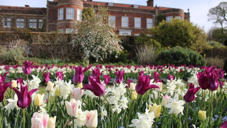 2025 Tulip Displays at the front of Hinton Ampner house in the sunken garden